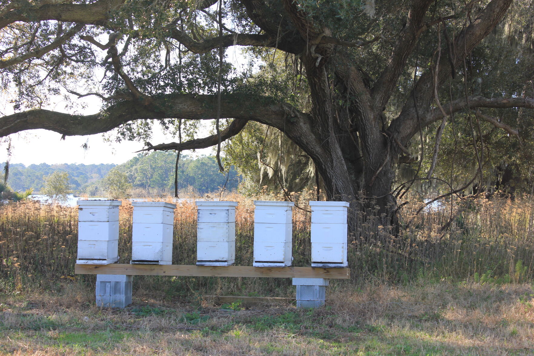 Bee boxes
